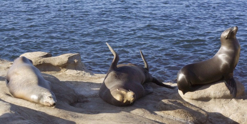 sea-lion-2031836_1920