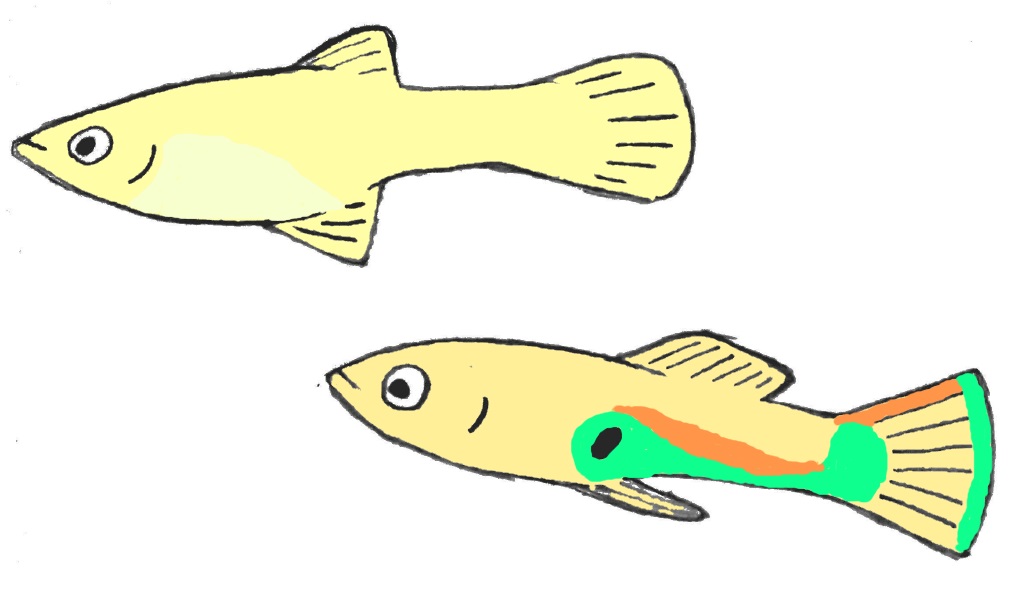 Guppy_colour_Snijders