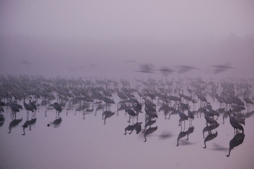 Cranes_Israel_LysanneSnijders